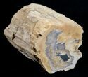 Blue Forest Petrified Wood Limb Section - / lbs #3279-4